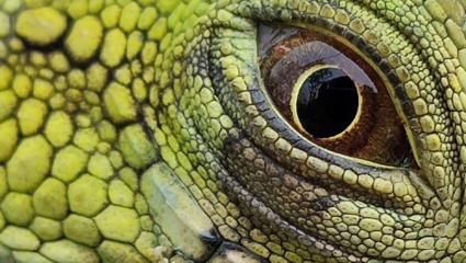 Reptilienauge; Copyright Santiago Andrés Chagueza Acevedo via Unsplash