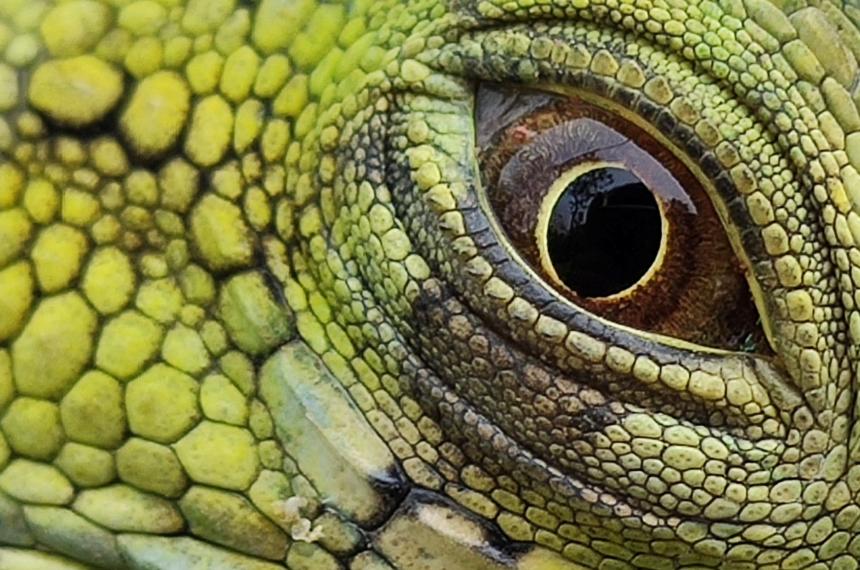 Reptilienauge; Copyright Santiago Andrés Chagueza Acevedo via Unsplash